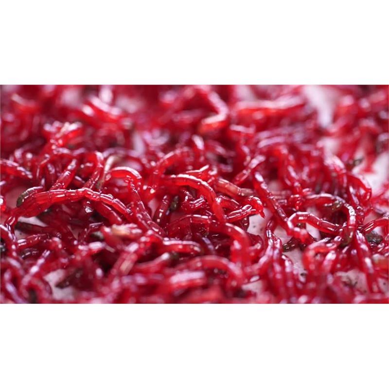 Larve Chironomus vii 45ml - imagine 5